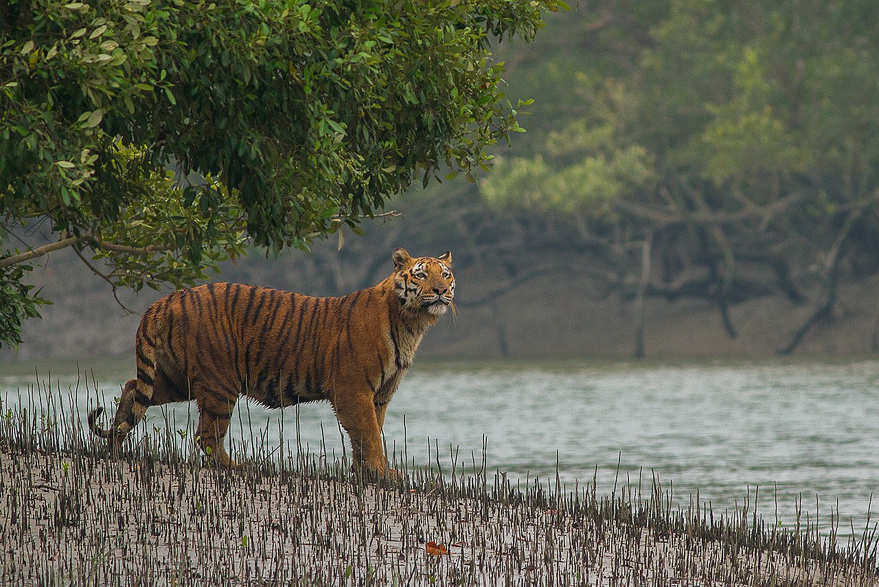 Sundarban, WB